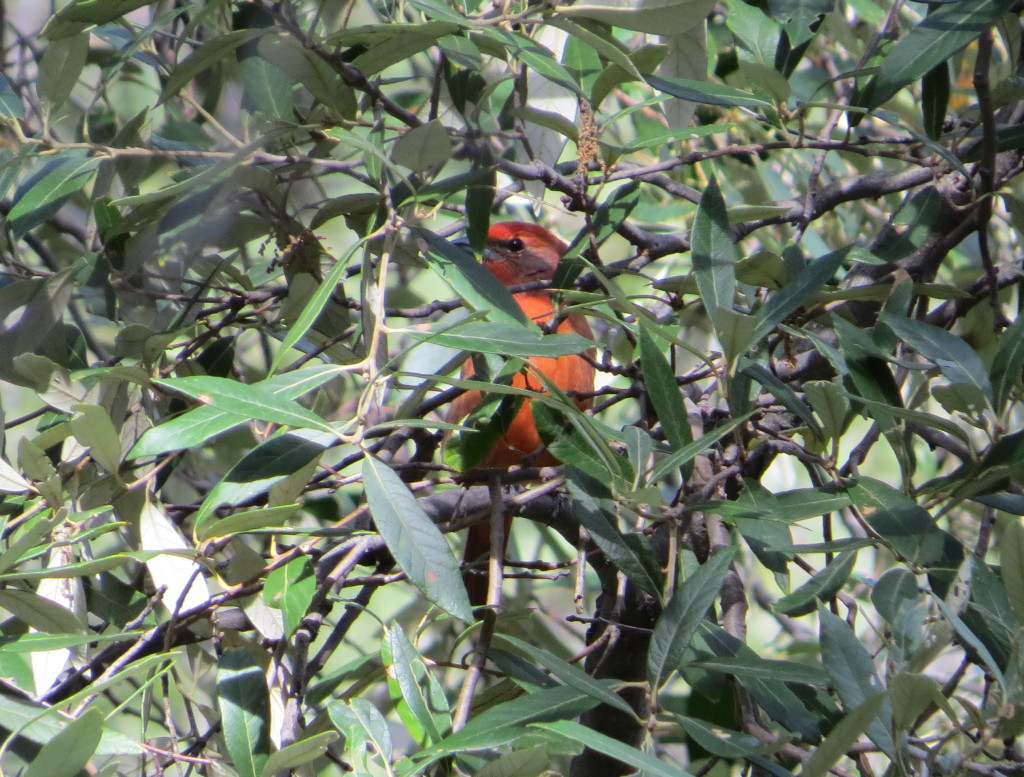 Hepatic Tanager