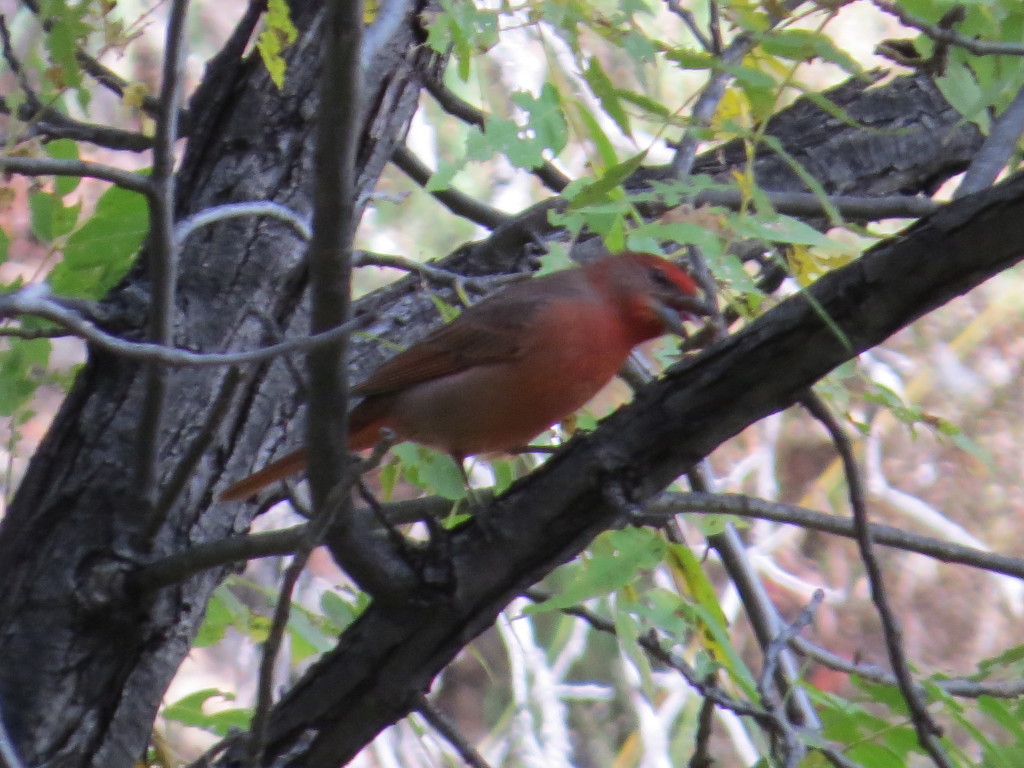 Hepatic Tanager