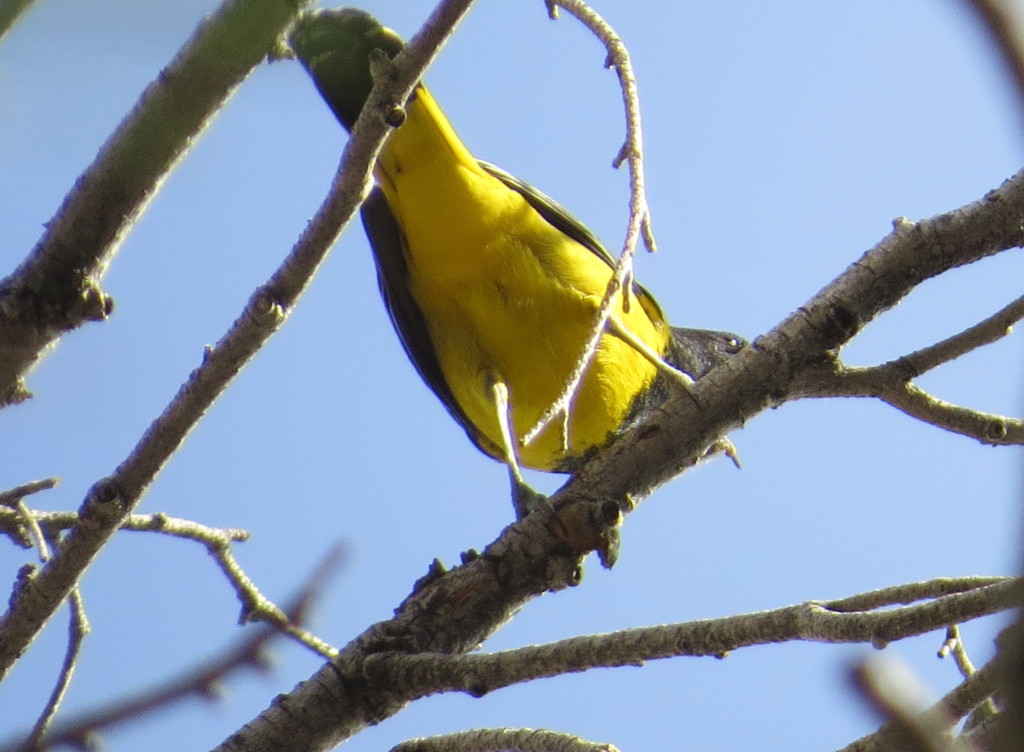 Scott's Oriole