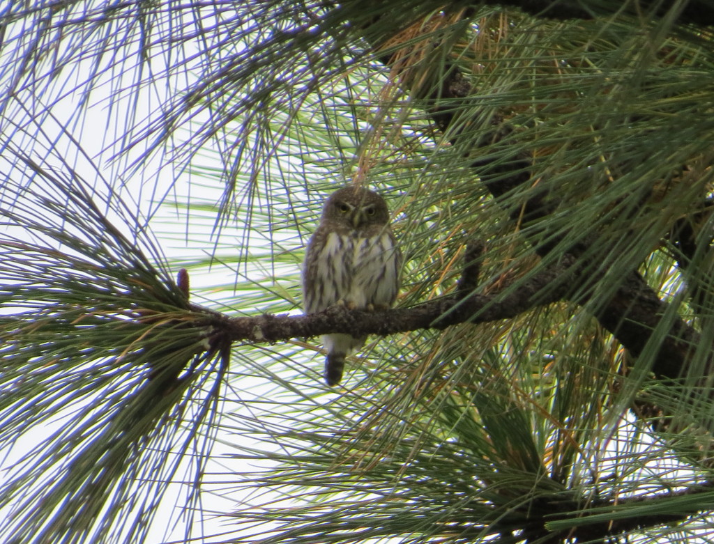 Northern Pygmy-Owl