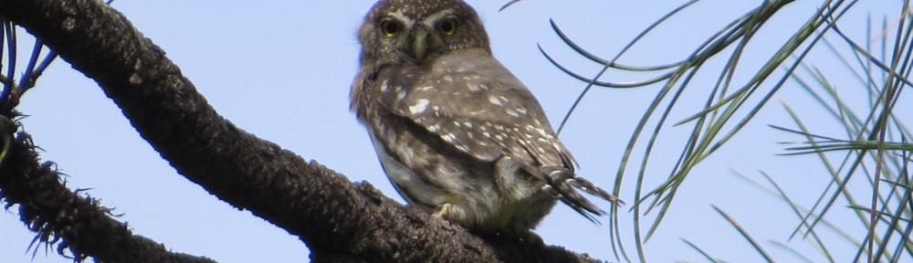 Northern Pygmy-Owl