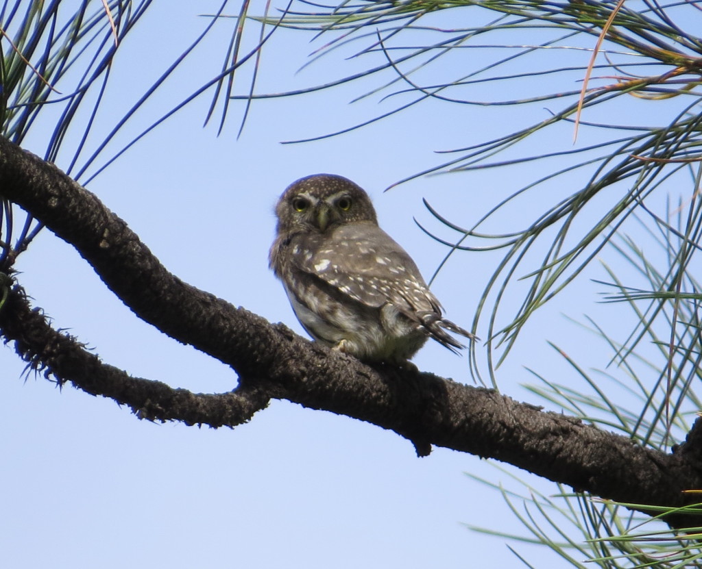 Northern Pygmy-Owl