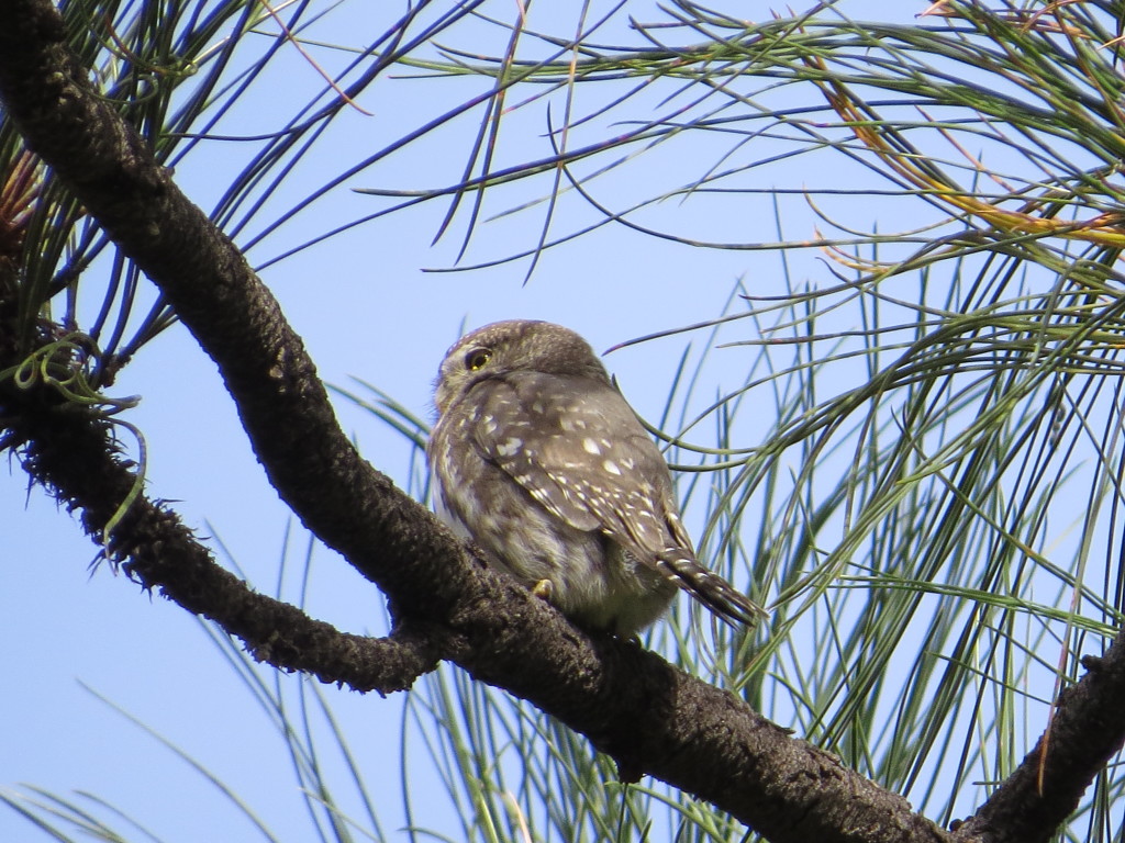 Northern Pygmy-Owl