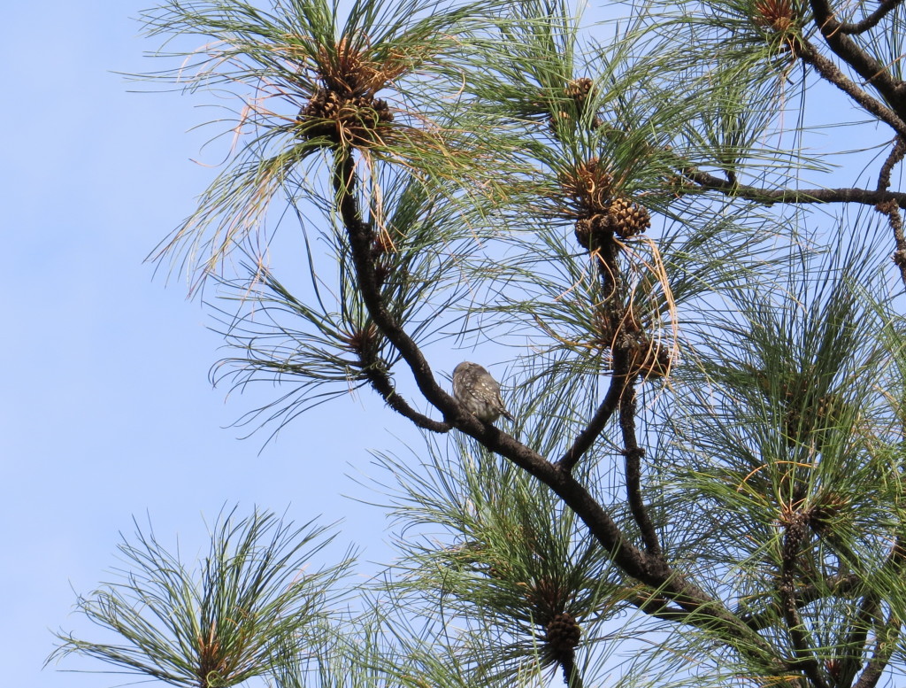 Northern Pygmy-Owl