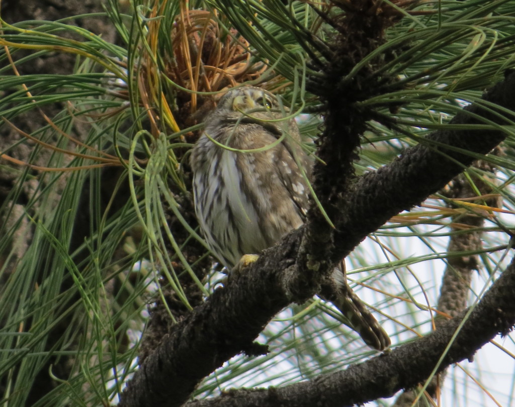 Northern Pygmy-Owl