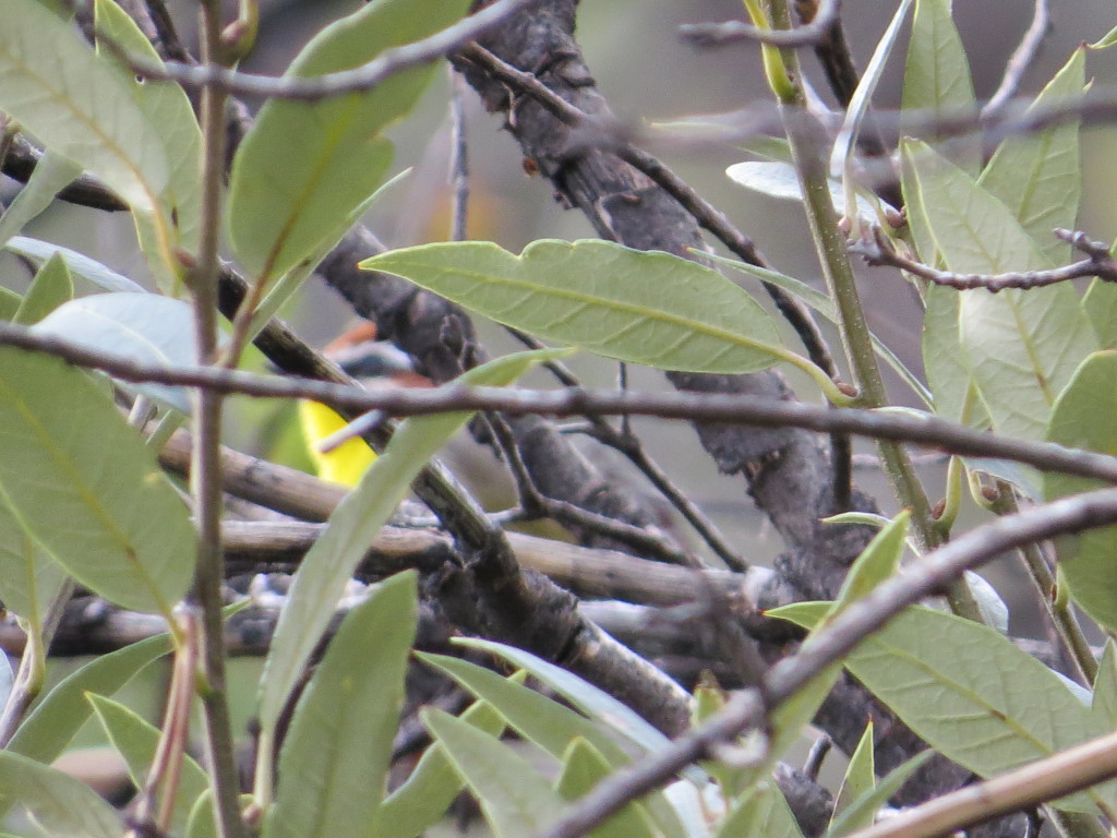 Northern Pygmy-Owl