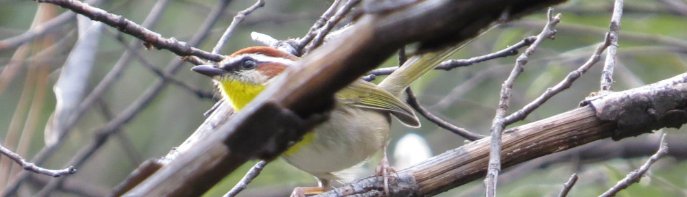 Rufous-capped Warbler