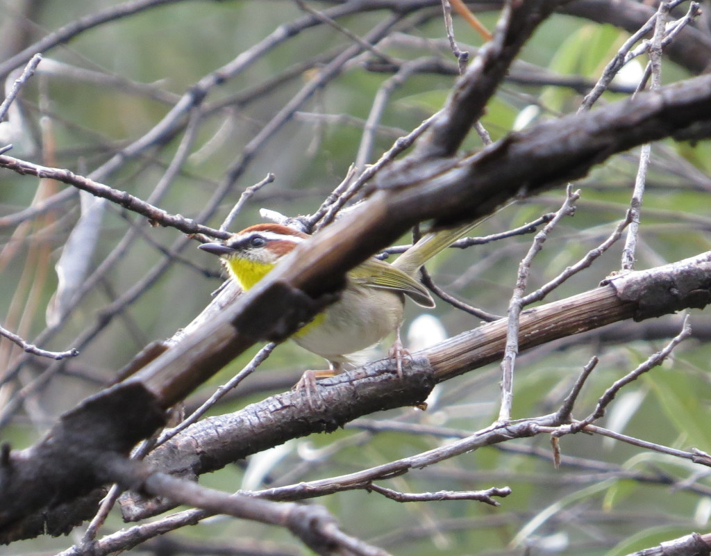 Rufous-capped Warbler