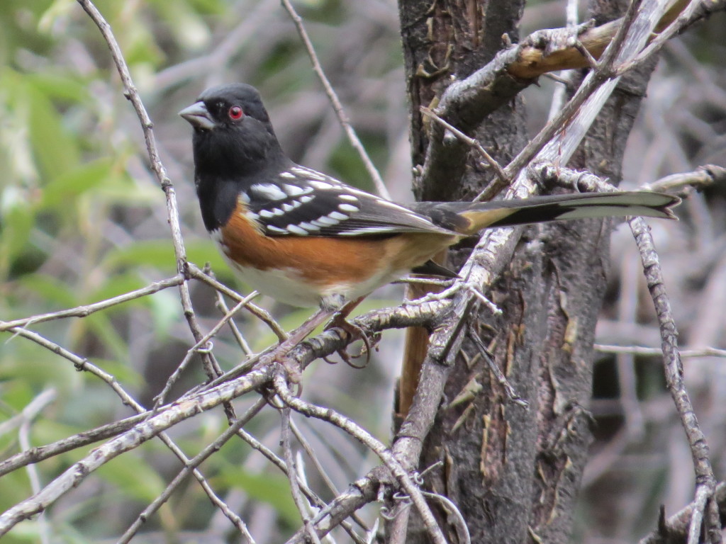 Spotted Towhee