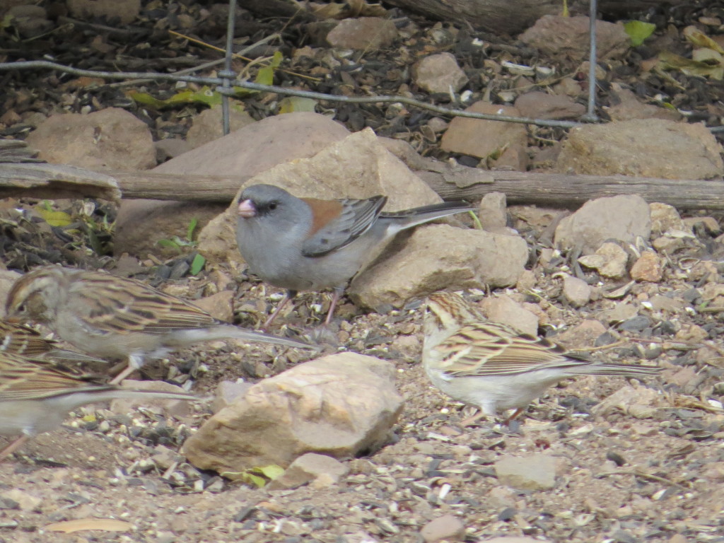 Gray-headed Junco