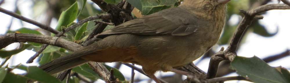 Canyon Towhee