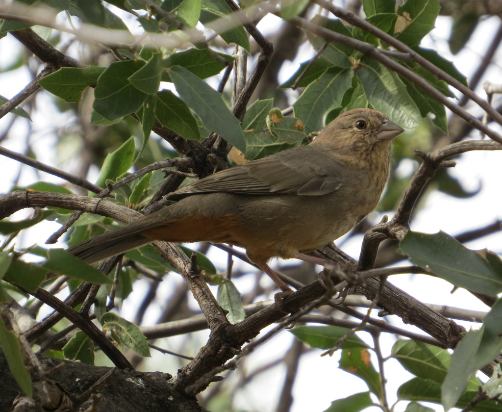 Canyon Towhee