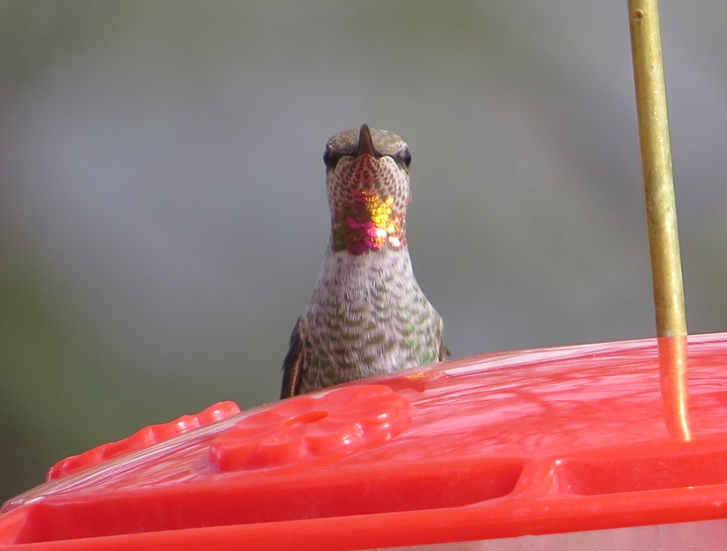 Anna's Hummingbird