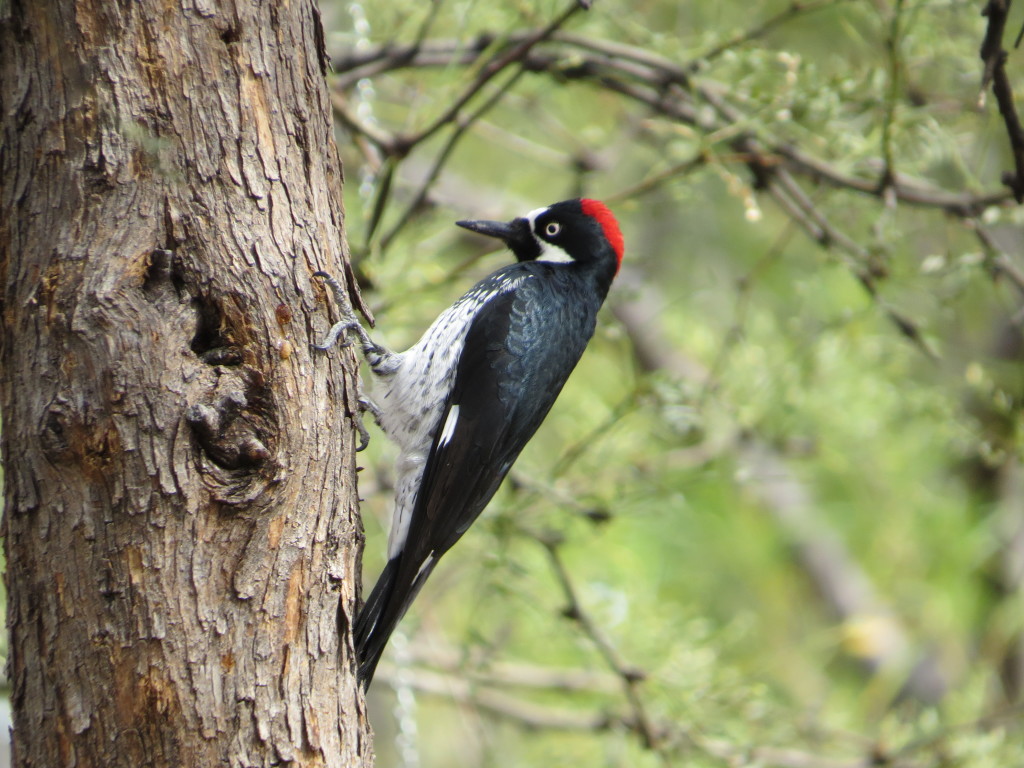 Acorn Woodpecker