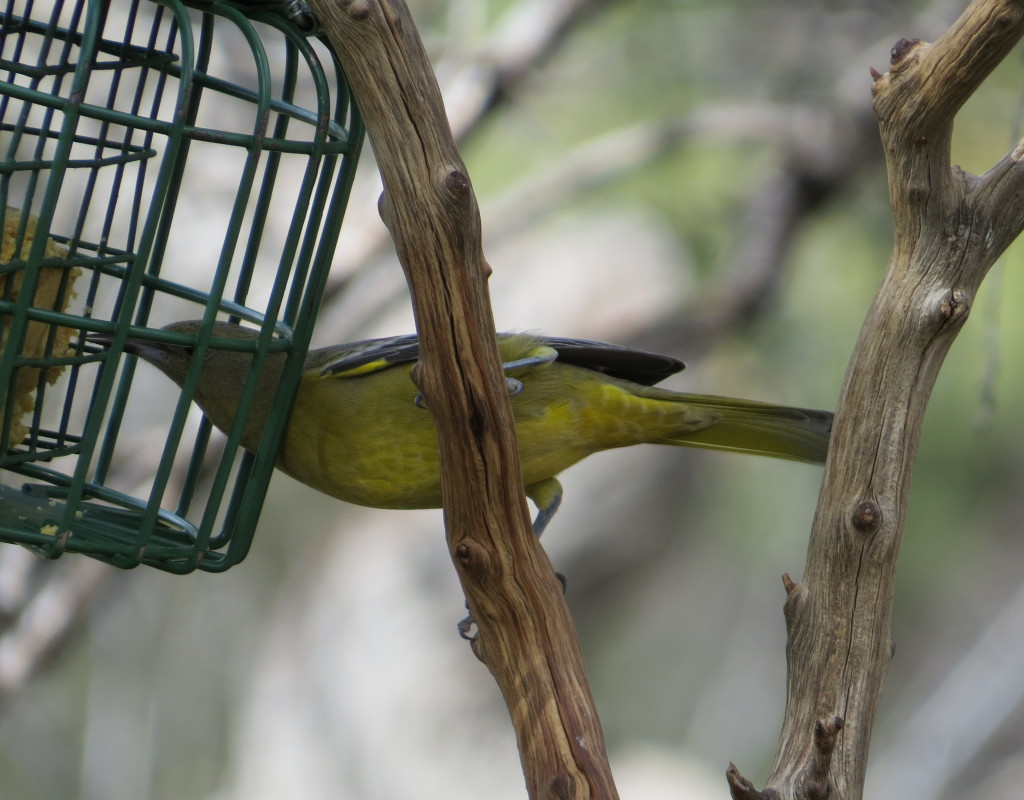 Scott's Oriole