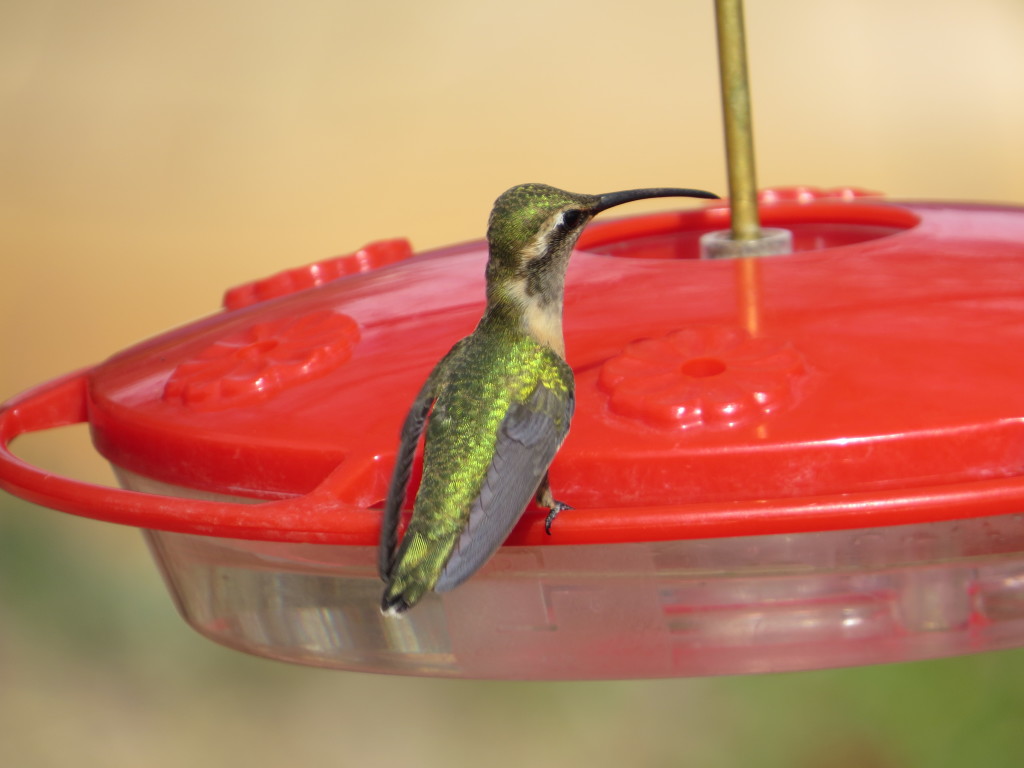 Lucifer Hummingbird