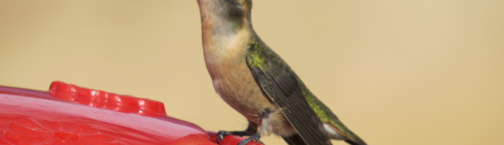 Lucifer Hummingbird