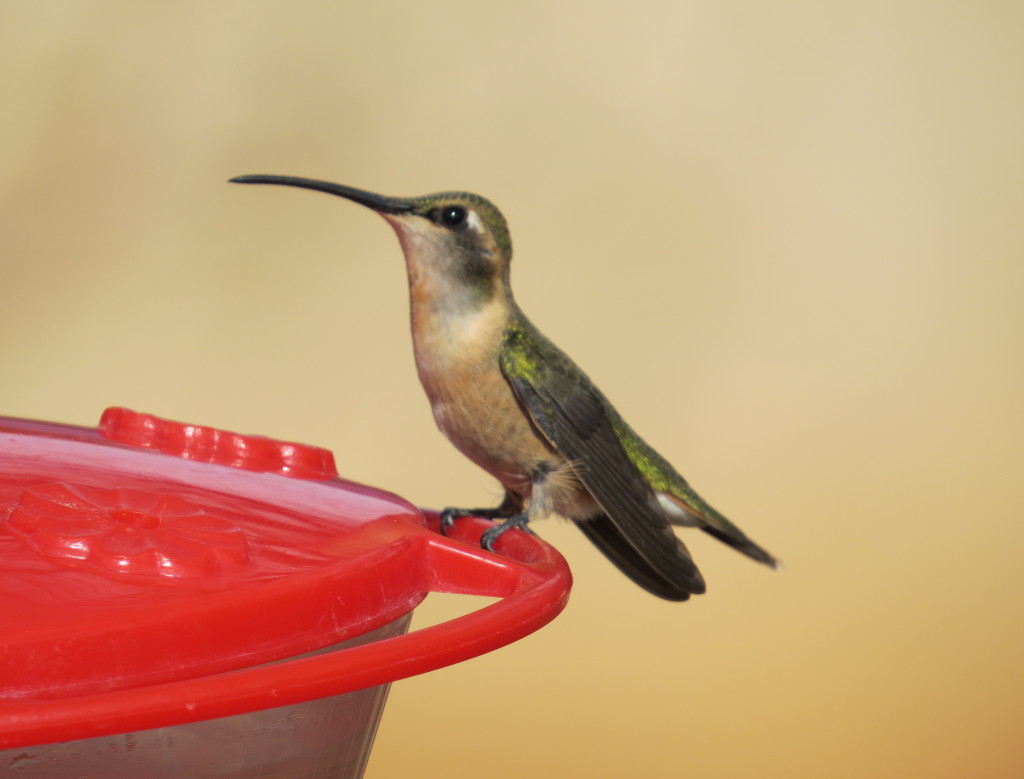 Lucifer Hummingbird