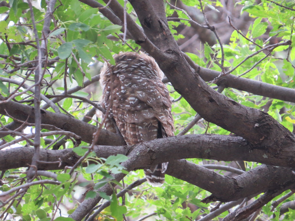 Spotted Owl