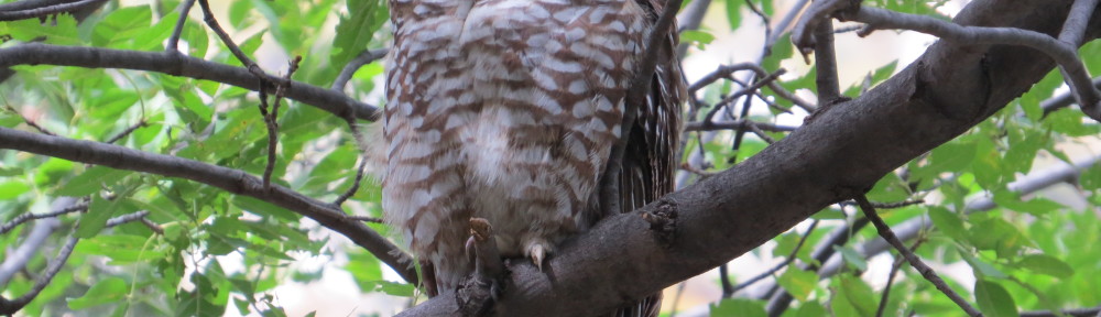 Spotted Owl