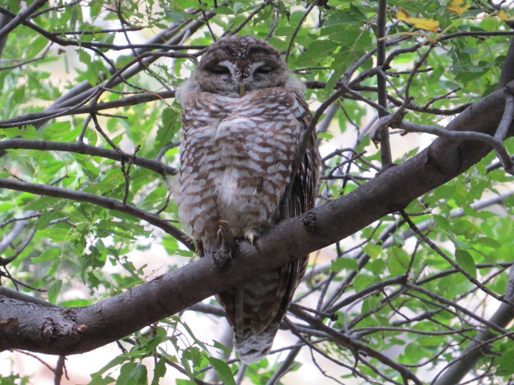 Spotted Owl