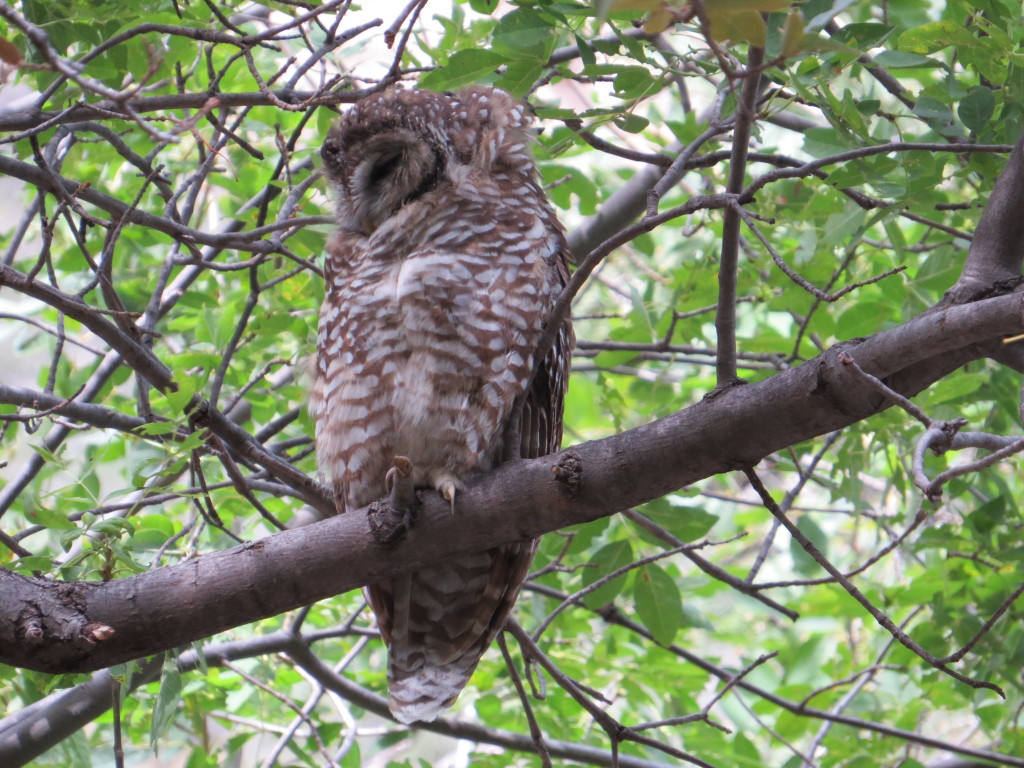 Spotted Owl