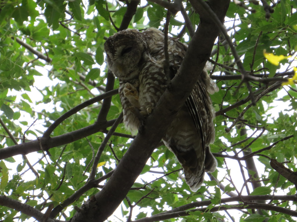 Spotted Owl