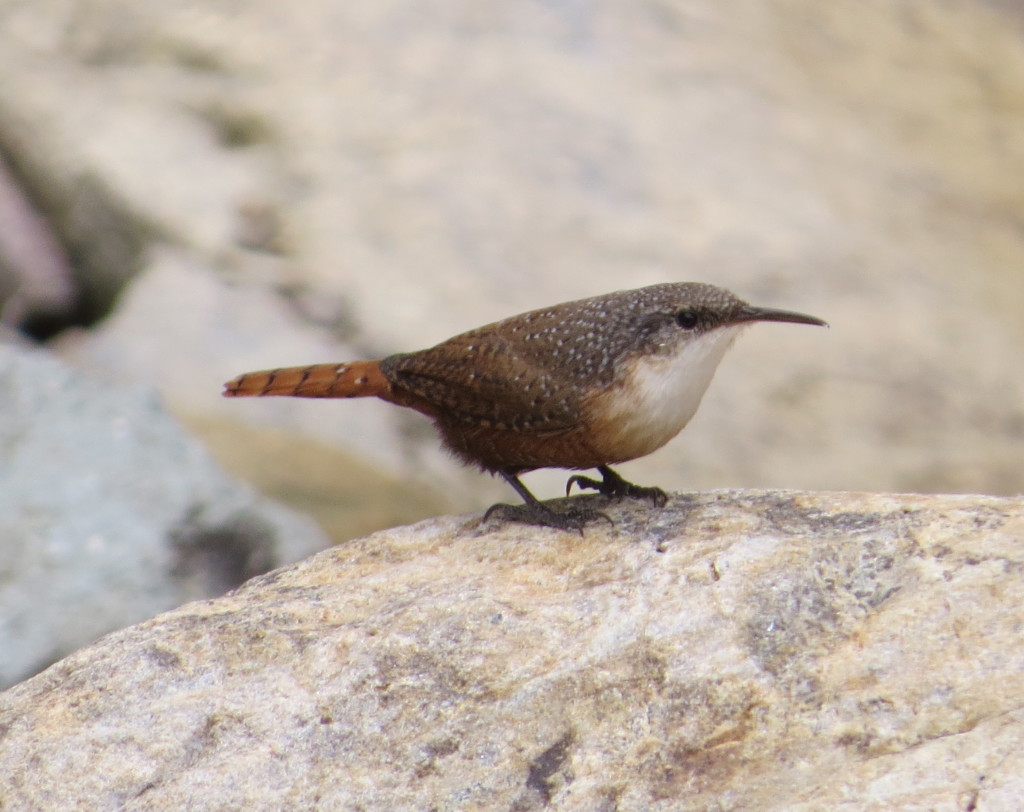 Canyon Wren