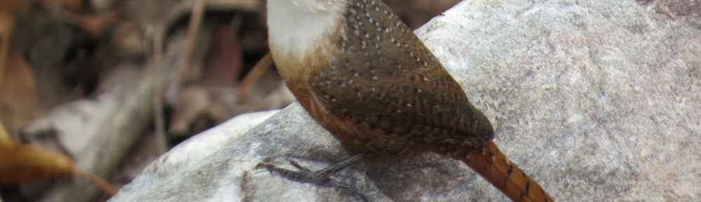 Canyon Wren