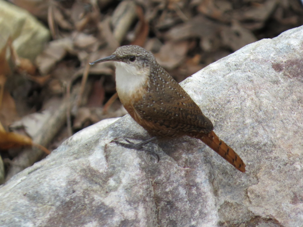 Canyon Wren