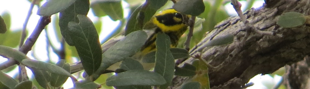 Townsend's Warbler