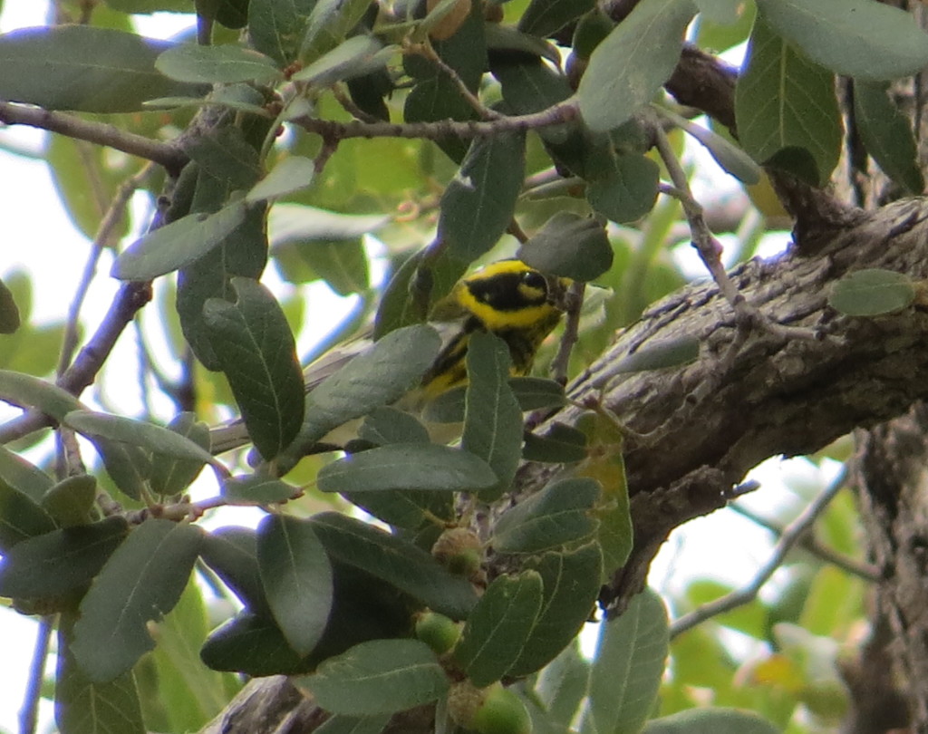 Townsend's Warbler