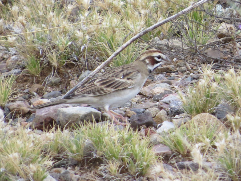 Lark Sparrow