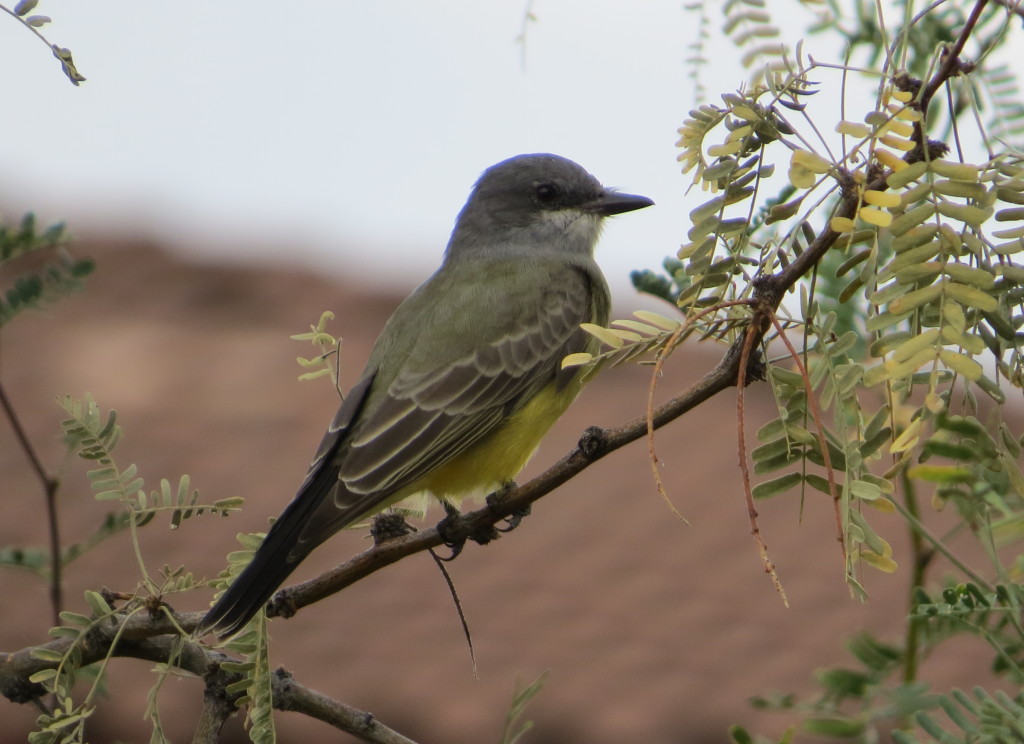 Cassin's Kingbird