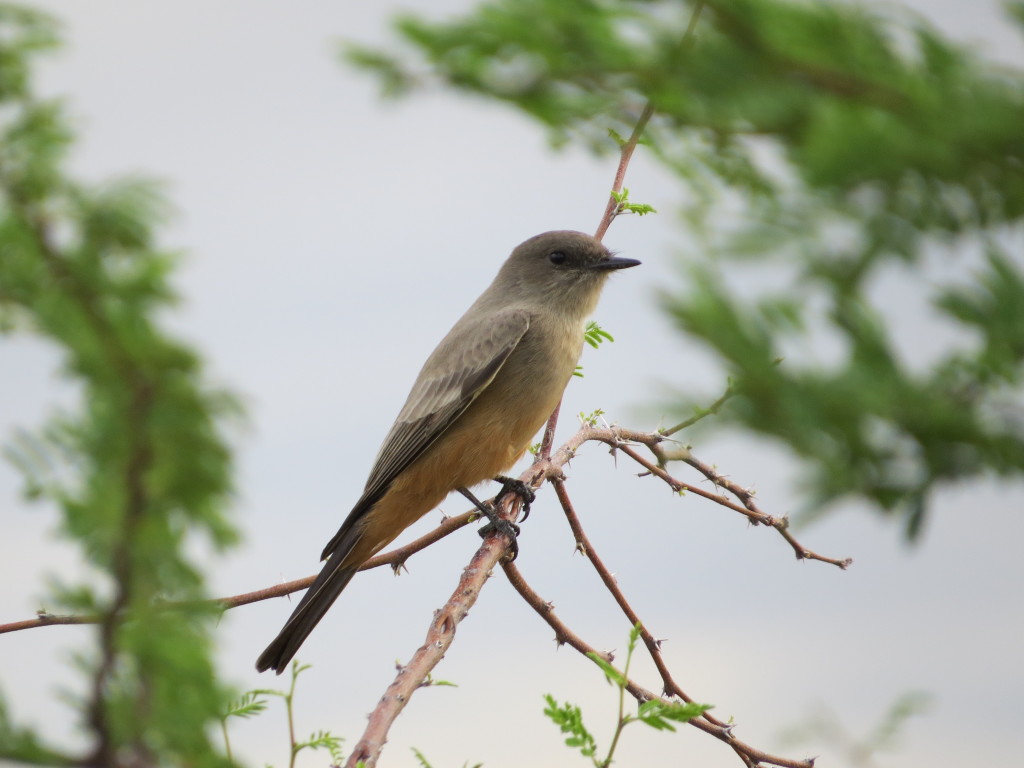 Say's Phoebe