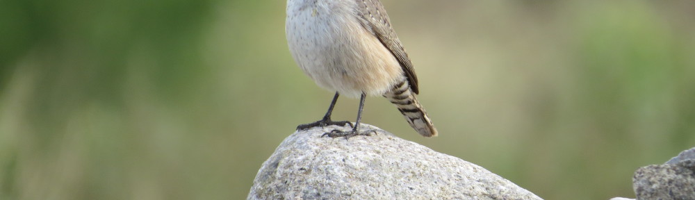 Rock Wren