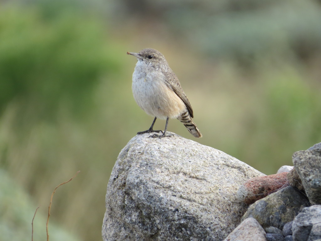 Rock Wren