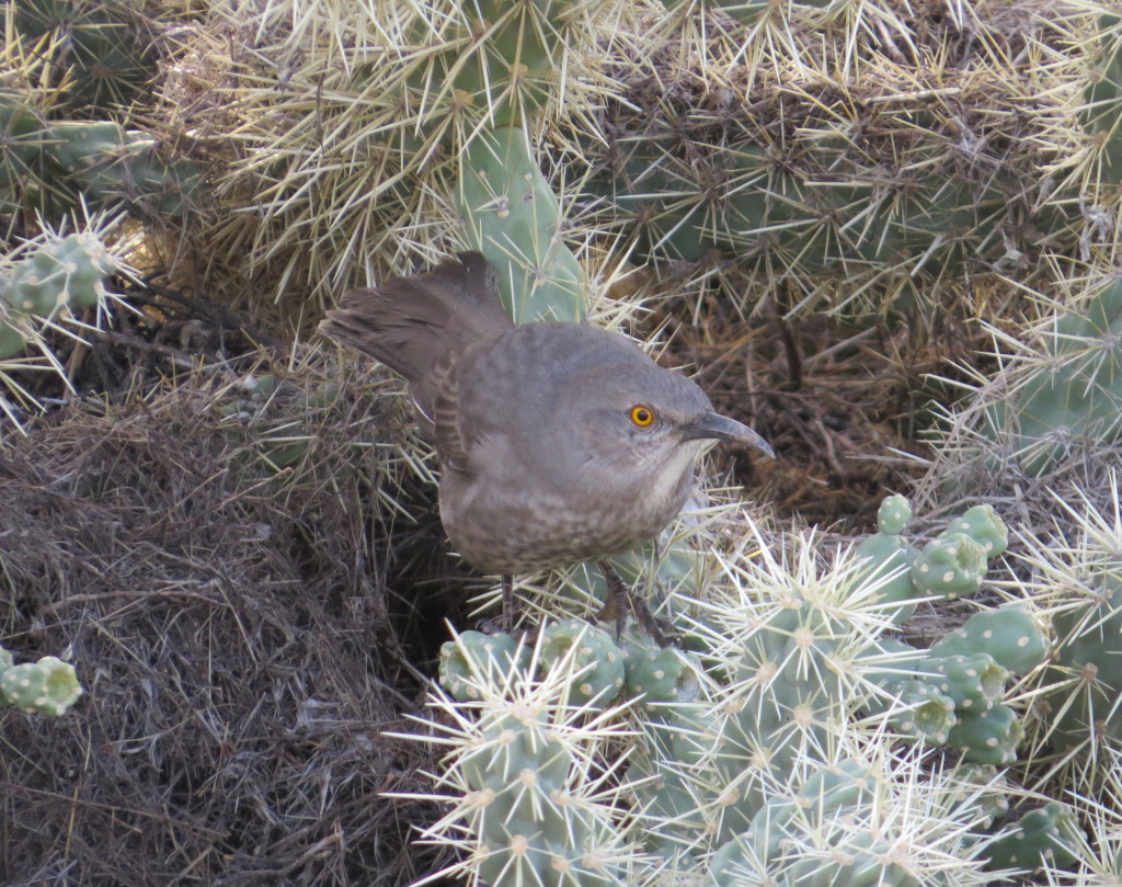 Curve-billed Thrasher