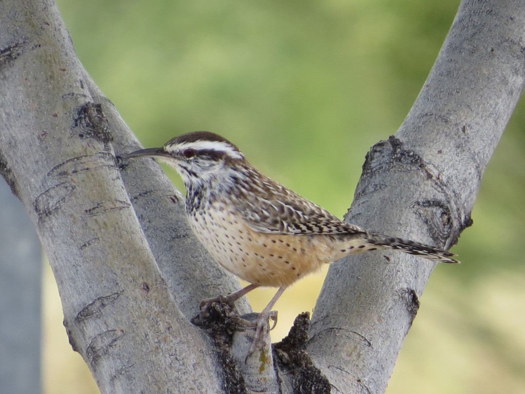 Cactus Wren