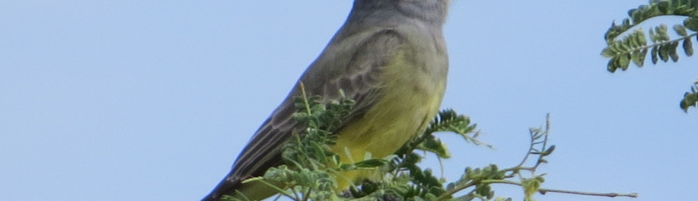 Cassin's Kingbird