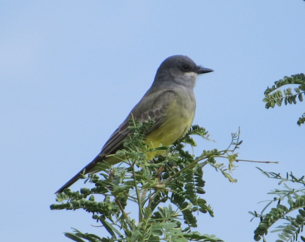 Cassin's Kingbird