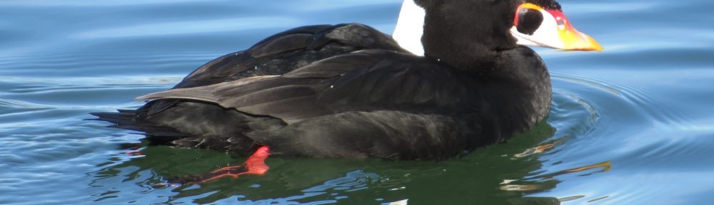 Surf Scoter