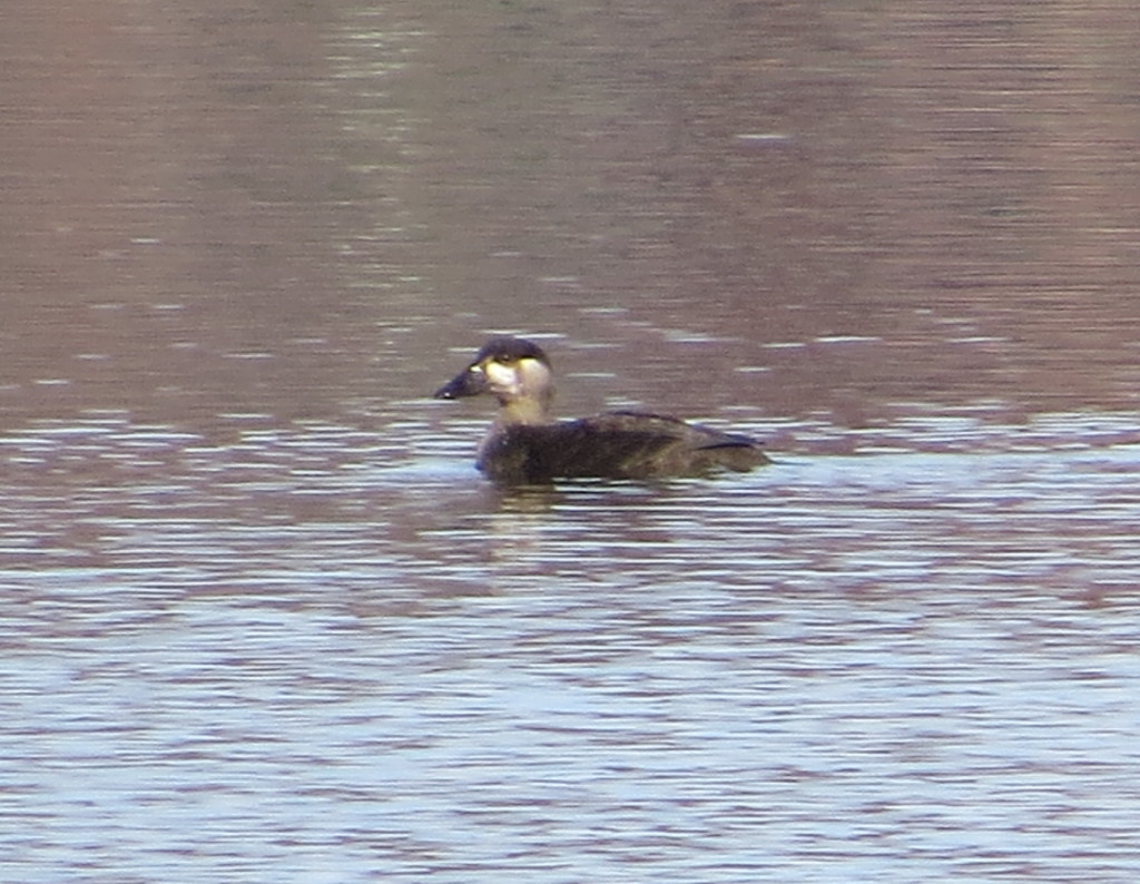 Surf Scoter