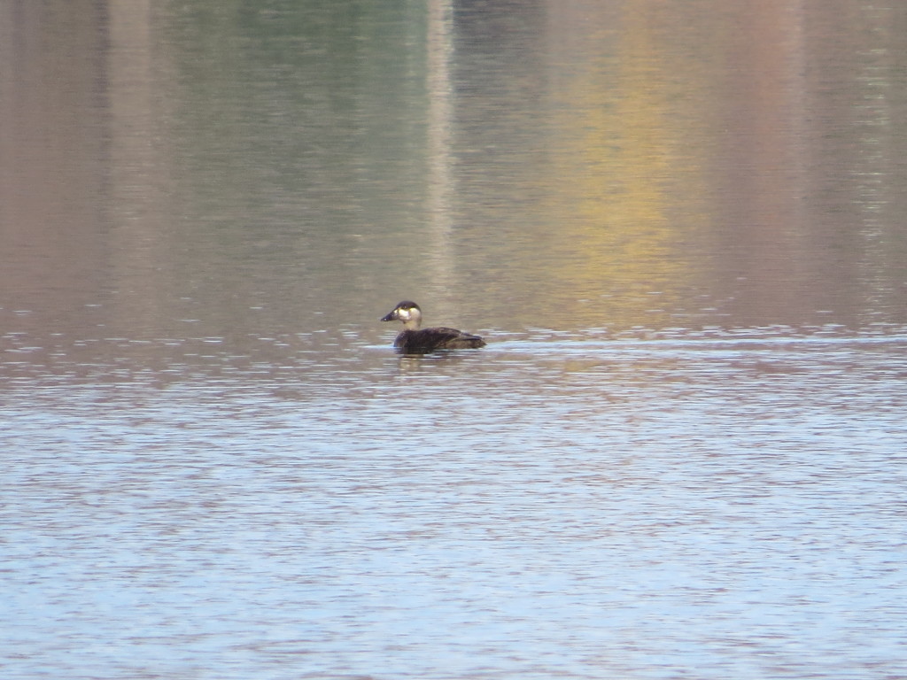 Surf Scoter