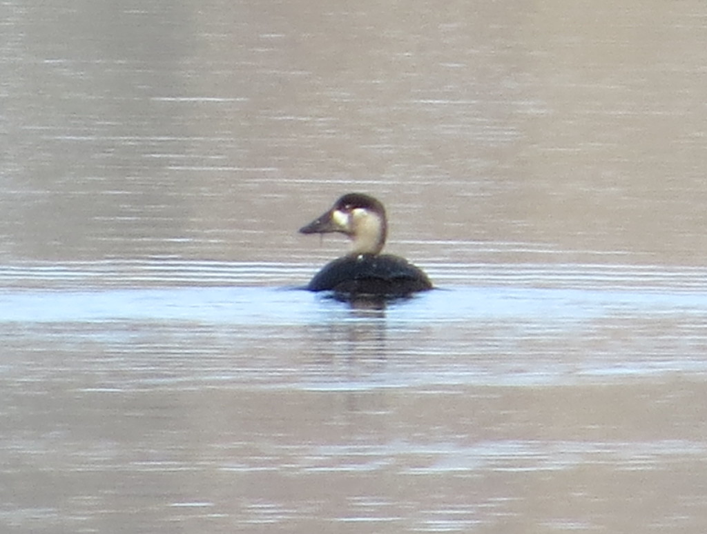 Surf Scoter