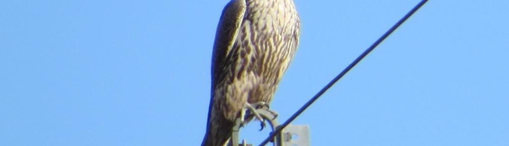 Gyrfalcon