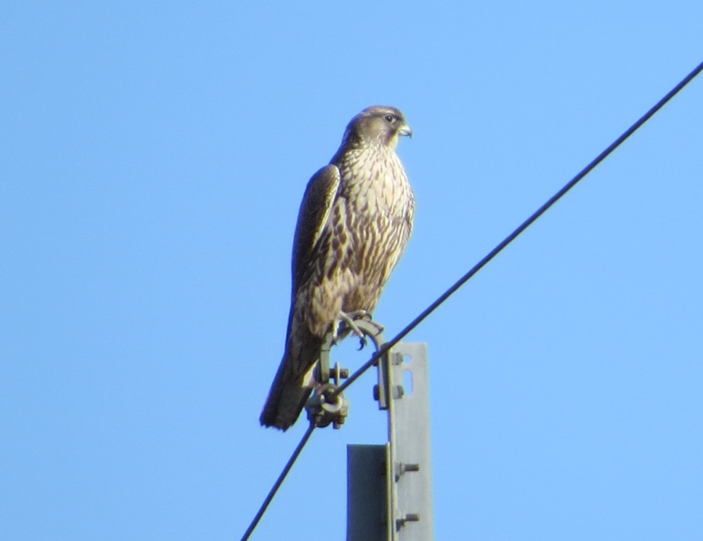 Gyrfalcon