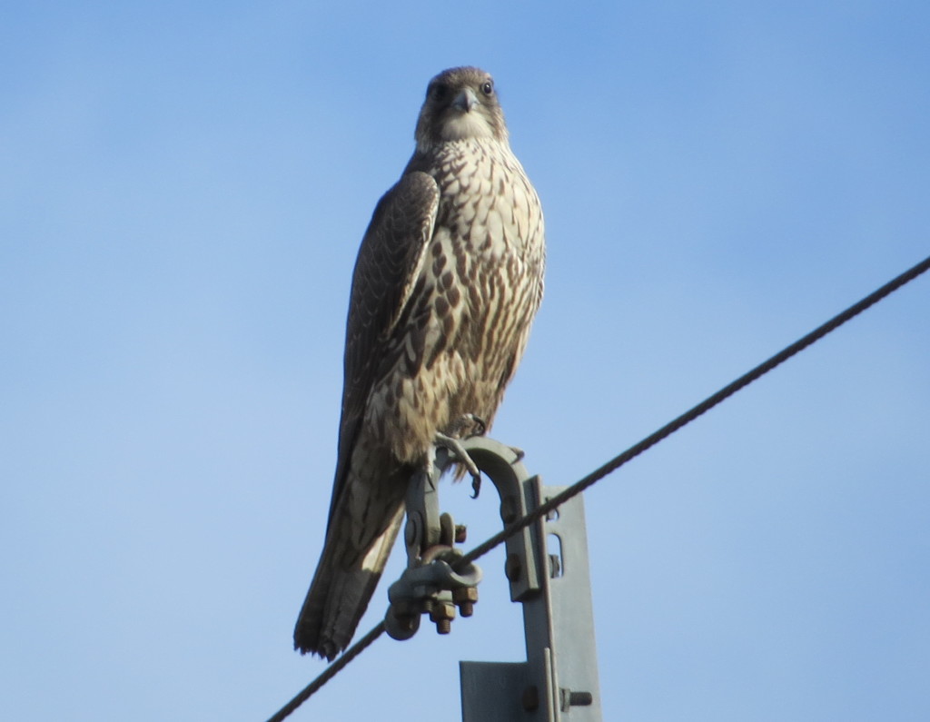 Gyrfalcon