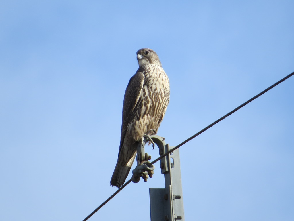 Gyrfalcon