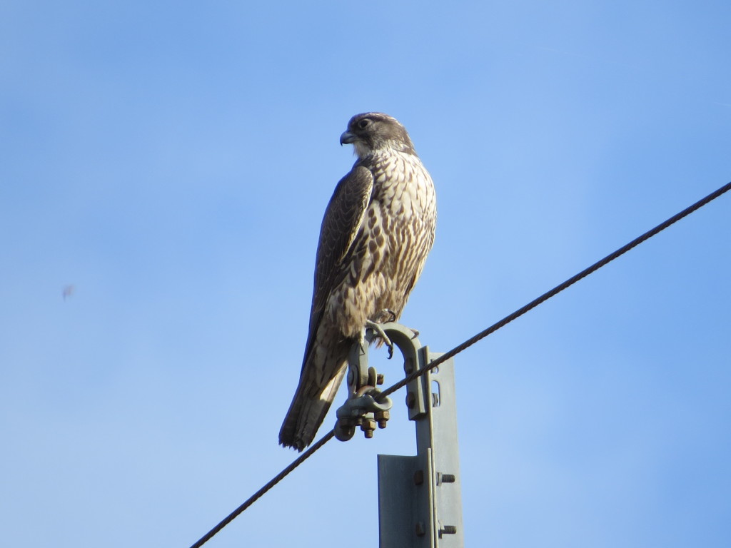 Gyrfalcon